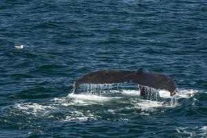 humpback whale in cape cod whale watching while blowing photo