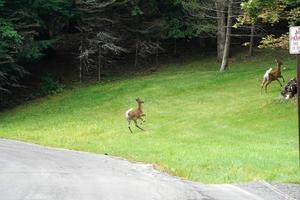 white tail deers running and crossing the road near the houses in new york state county countryside photo