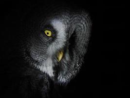 retrato gran gey owl mirando directamente a la cámara aislada en negro foto