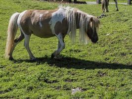 retrato de hermoso pony de raza shetland en miniatura en verano foto