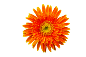 arancia fiore superiore Visualizza isolato su trasparente sfondo png file