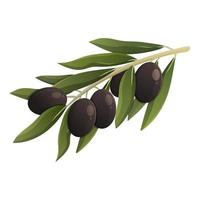 Olive branch with olives. Vector isolated illustration