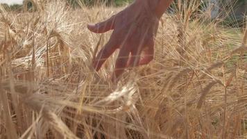 kvinnas hand på gyllene vete lantbruk bruka fält på långsam rörelse video