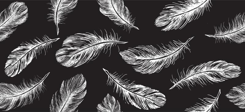 Hand drawn feather on white background