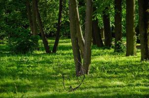 tree trunks, the beauty of nature photo