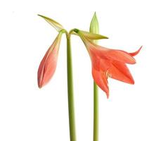 hippeastrum striatum blooming red bud isolated on white background photo