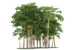 forêt réaliste isolée sur fond transparent. rendu 3d - illustration png