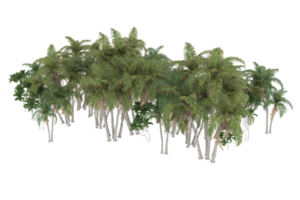 Palm trees isolated on transparent background. 3d rendering - illustration png