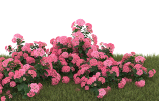 Realistic foliage isolated on transparent background. 3d rendering - illustration png