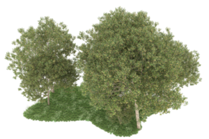 Realistic forest isolated on transparent background. 3d rendering - illustration png