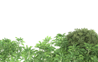 Realistic foliage isolated on transparent background. 3d rendering - illustration png