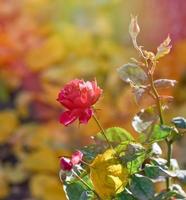 buds of pink blooming roses in the garden photo