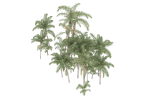 Palm trees isolated on transparent background. 3d rendering - illustration png