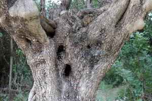 Texture of tree trunk and tree bark. photo