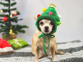 Perro chihuahua de pelo corto marrón con sombrero de árbol de Navidad sentado y mirando a la cámara con cajas de regalo verdes y árbol de Navidad sobre fondo blanco. foto