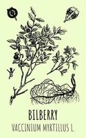 Vector drawings of blueberries. Hand drawn illustration. Latin name Vaccinium myrtillus L.
