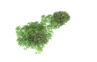 Realistic foliage isolated on transparent background. 3d rendering - illustration png