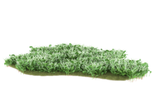 Realistic foliage isolated on transparent background. 3d rendering - illustration png