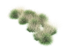 Realistic foliage isolated on transparent background. 3d rendering - illustration png