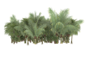 Palm trees isolated on transparent background. 3d rendering - illustration png