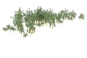 Palm trees isolated on transparent background. 3d rendering - illustration png