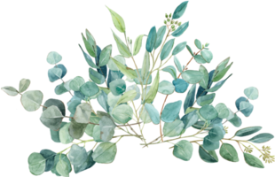 waterverf eucalyptus boeketten, hand getekend kwaliteit illustraties. geschikt voor uitnodigingen, kaarten, bruiloften png