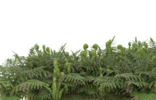 Realistic foliage isolated on transparent background. 3d rendering - illustration png