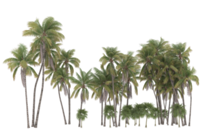 Palm trees isolated on transparent background. 3d rendering - illustration png