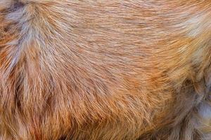 piel de zorro de cerca. Fondo de piel de animal pelirrojo, textura de pelo de piel. foto