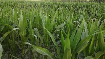 Corn agriculture cultivation organic field video