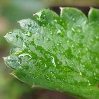 gotas de lluvia en la hoja de fresa foto