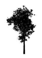 Tree silhouette for brush on white background photo