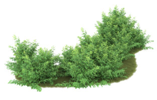 Realistic foliage isolated on transparent background. 3d rendering - illustration png