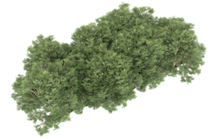 floresta realista isolada em fundo transparente. renderização 3D - ilustração png