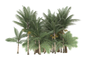 Palm trees isolated on transparent background. 3d rendering - illustration png