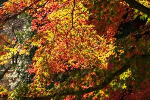 Close up Of Maple Tree leaves During Autumn with color change on leaf in orange yellow and red, falling natural background texture autumn concept photo