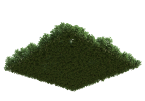 Realistic foliage isolated on transparent background. 3d rendering - illustration png