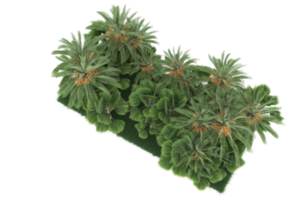 Palm trees isolated on transparent background. 3d rendering - illustration png