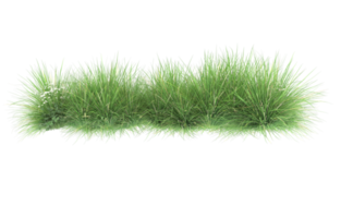 Realistic foliage isolated on transparent background. 3d rendering - illustration png