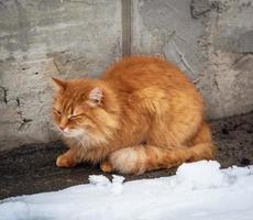 big red fluffy cat sits and freezes in the middle of the snow photo