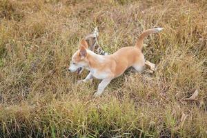 cute balinese puppy playing on the grass photo