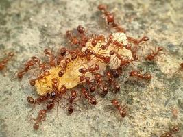A colony of fire ants that feed on leftovers in the sand photo