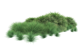 Realistic foliage isolated on transparent background. 3d rendering - illustration png