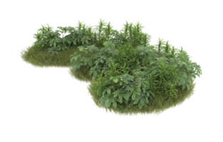 Realistic foliage isolated on transparent background. 3d rendering - illustration png