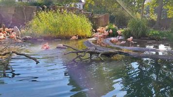 kudde van roze flamingo's Bij de dierentuin. een groep van flamingo's. phoenicopterus roseus, flamingo familie. video
