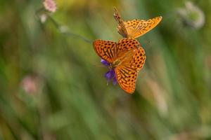 silver washed fritillary photo