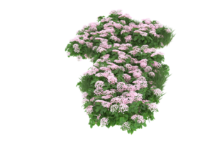 Realistic foliage isolated on transparent background. 3d rendering - illustration png