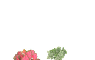 Realistic foliage isolated on transparent background. 3d rendering - illustration png