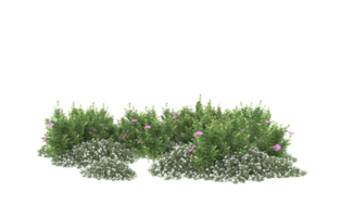 Realistic foliage isolated on transparent background. 3d rendering - illustration png