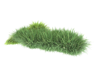 Realistic foliage isolated on transparent background. 3d rendering - illustration png